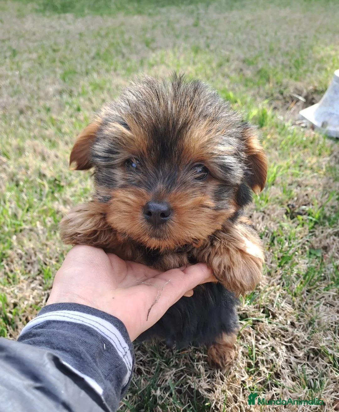 Yorkshire Terrier perros en venta: Yorkshire Terrier - Anuncio 1