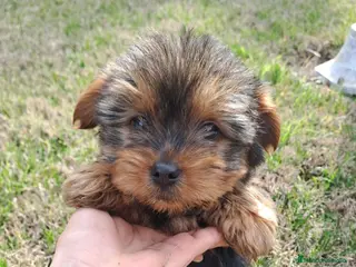 Yorkshire Terrier perros Yorkshire Terrier - Anuncio 3