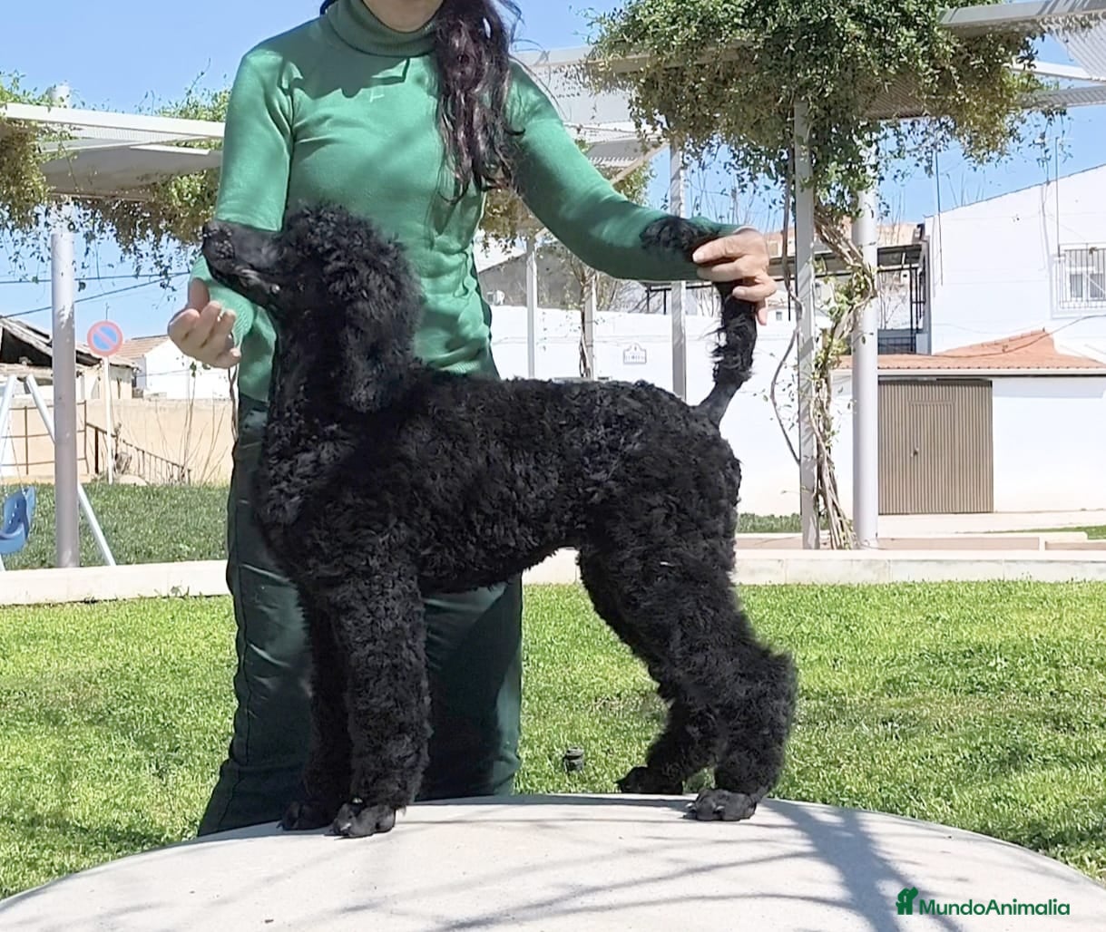 Caniche Gigante perros Caniche gigante  - Anuncio 3