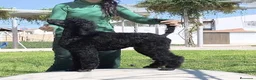 Caniche Gigante perros en venta: Caniche gigante  - Anuncio 1