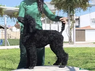 Caniche Gigante perros Caniche gigante - Anuncio 3
