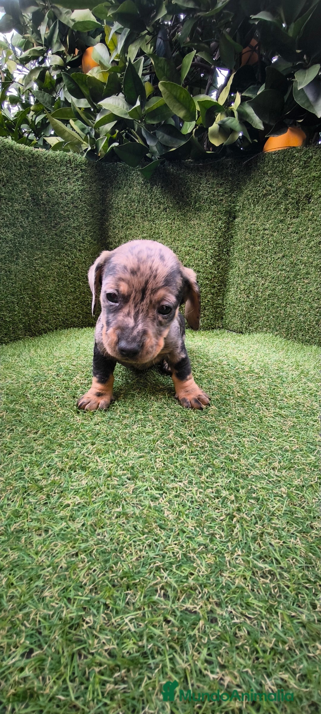 Teckel Miniatura perros en venta: camada teckel arlequín y todos los colores  - Anuncio 23