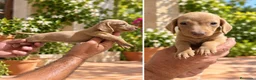 Teckel Miniatura perros en venta: Teckel Miniatura - Anuncio 1
