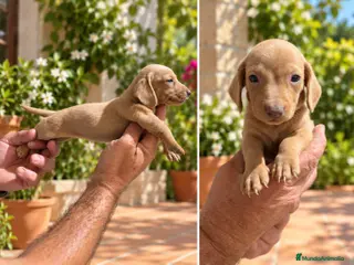 Teckel Miniatura perros Teckel Miniatura - Anuncio 6