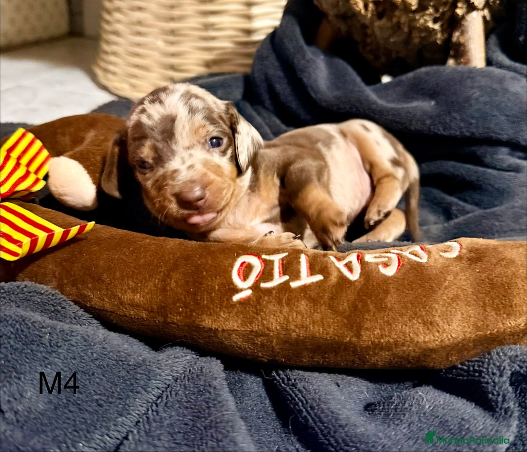 Teckel perros en venta: CAMADA DE TECKEL - Anuncio 4