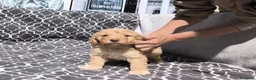 Perro de Agua Español perros en venta: Perros de agua  - Anuncio 4