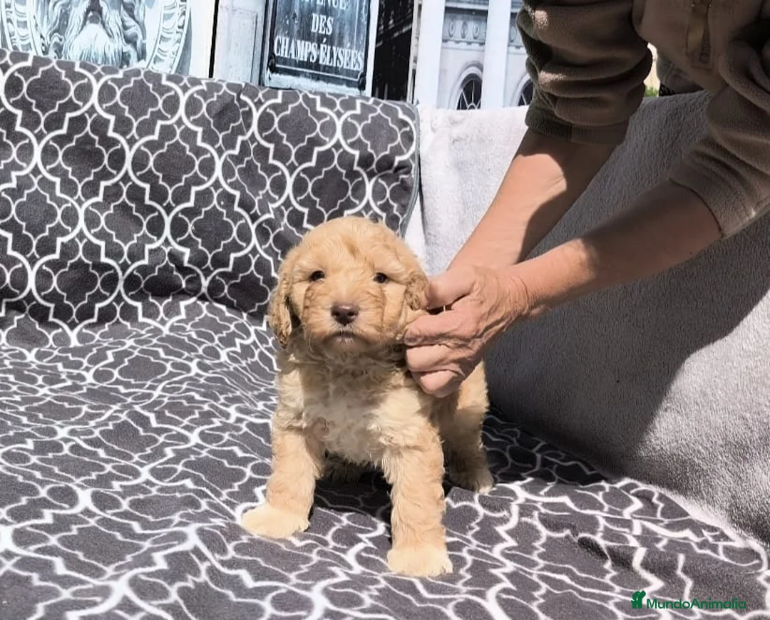 Perro de Agua Español perros en venta: Perros de agua  - Anuncio 4