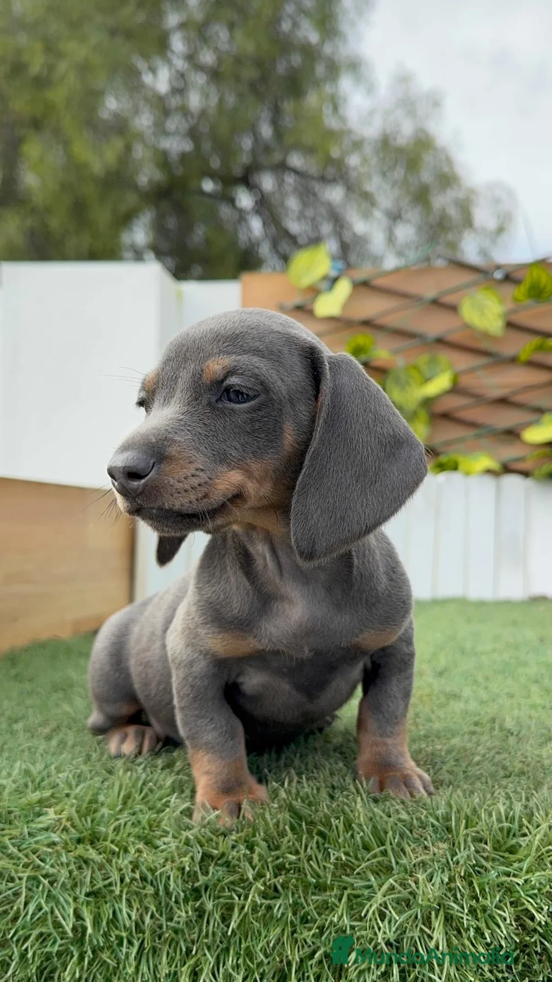 Teckel Miniatura perros en venta: TECKEL MINIATURA BLE - Anuncio 17