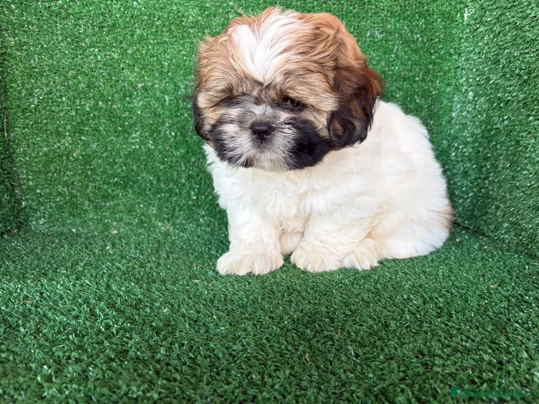 Shih Tzu perros en venta: shih tzu - Anuncio 2