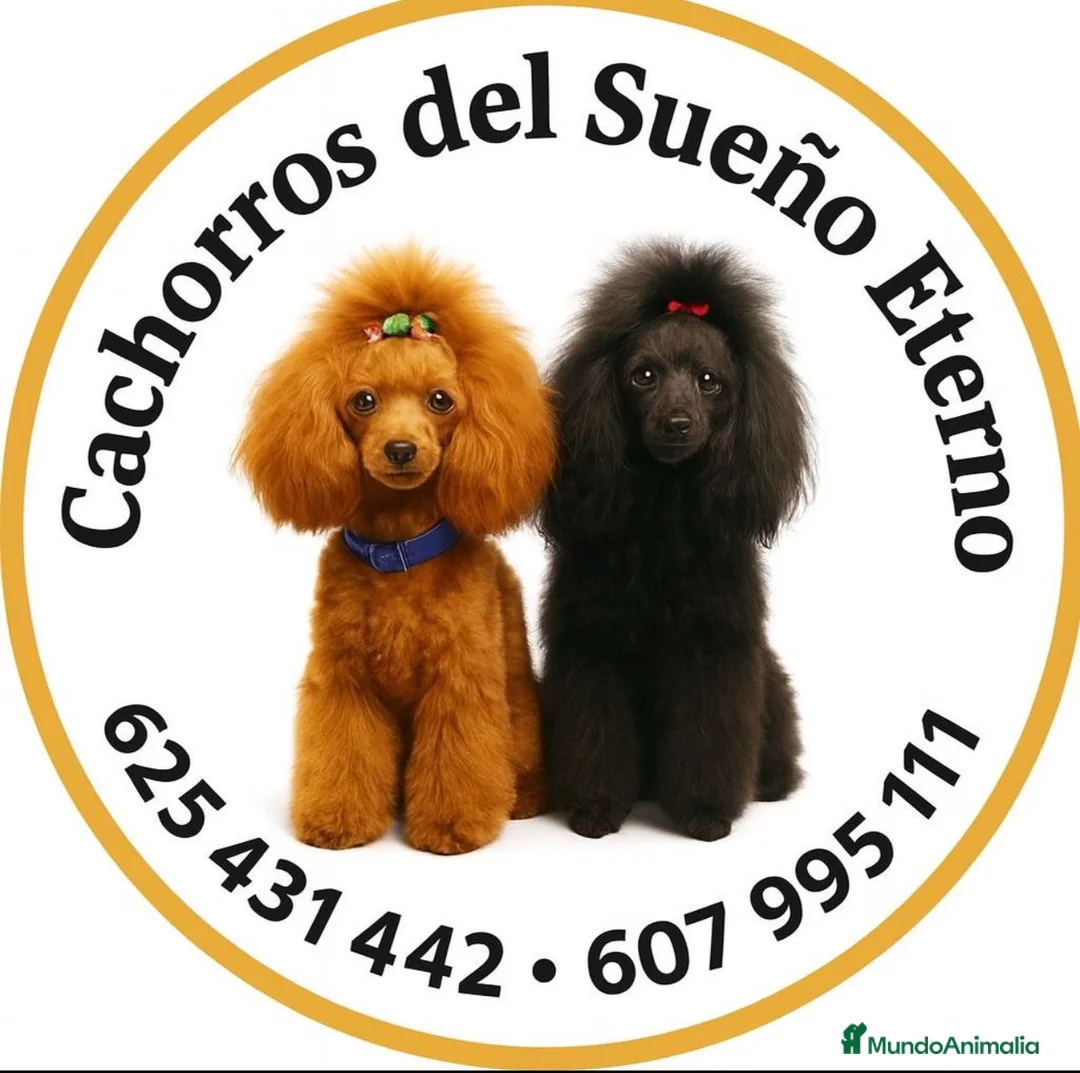 Yorkshire Terrier perros en venta: Yorkshire  - Anuncio 1