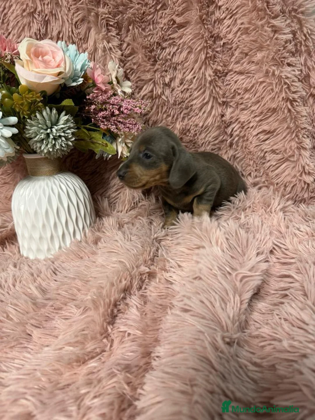 Teckel Miniatura perros en venta: TECKEL DEL VALLE  - Anuncio 2