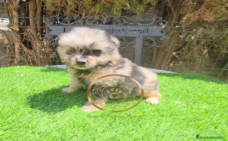 Pomerania perros - Propaganda 6
