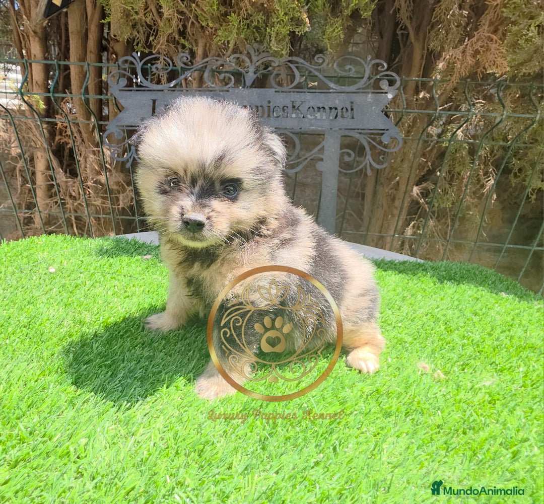 Pomerania perros en venta: Pomeranias merles exóticos  - Imagen 1