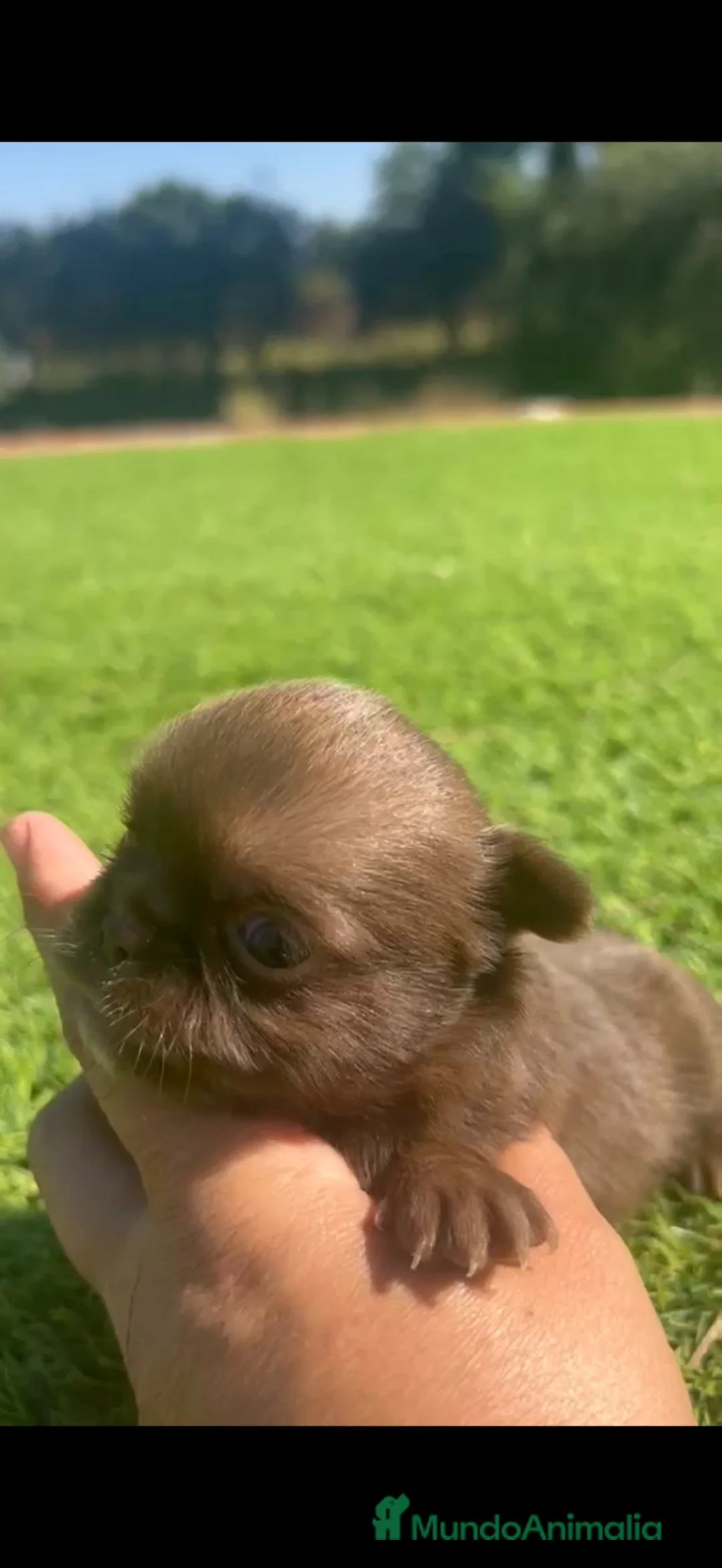 Chihuahua perros en venta: Chihuahua Toy macho chocolate  - Anuncio 2