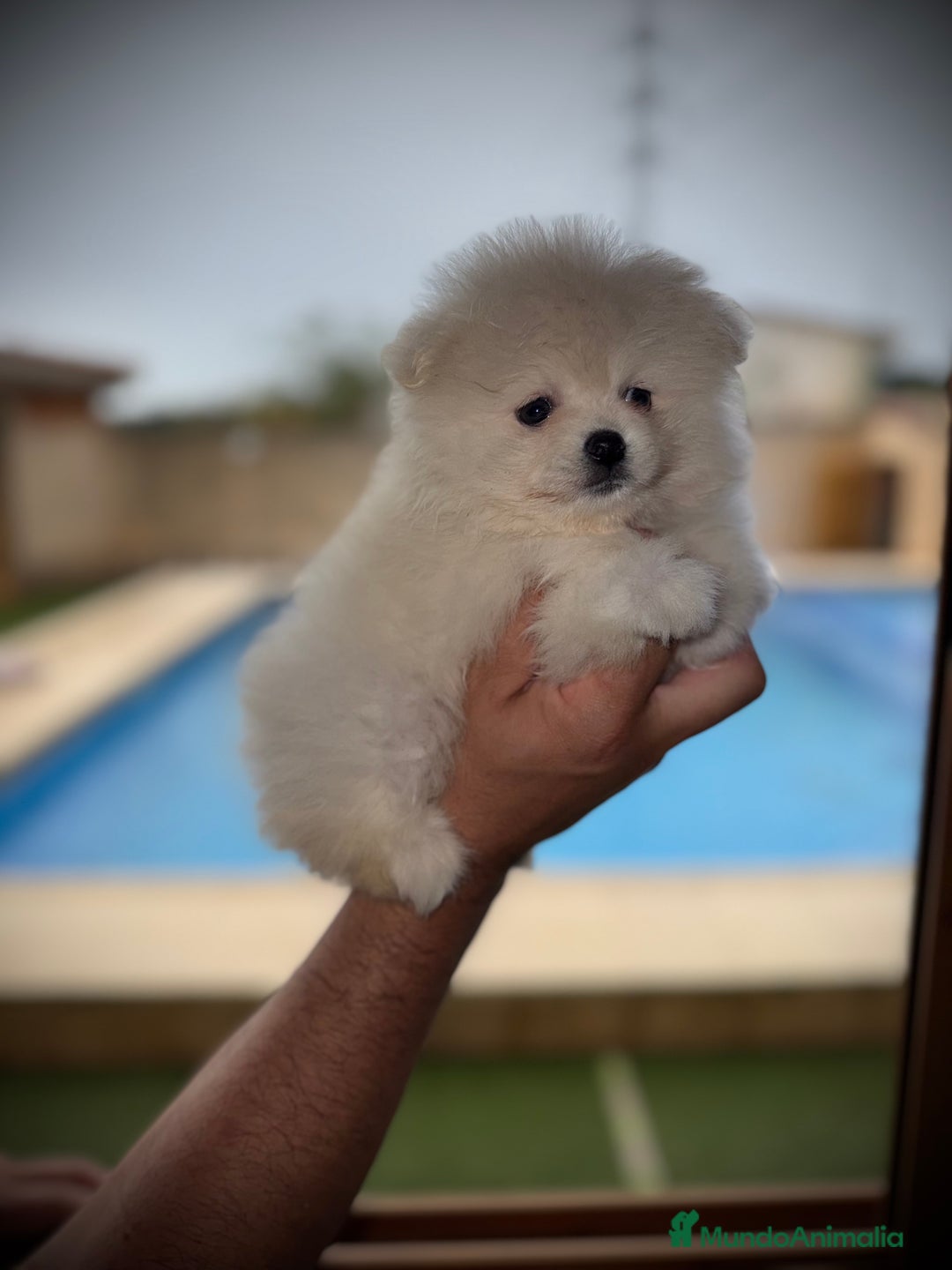 Pomerania perros en venta: Pomerania toy - Imagen 3