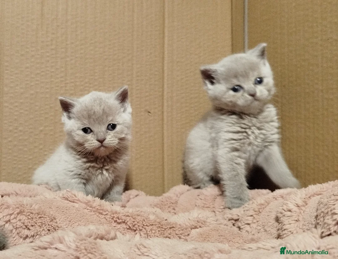 Británico de Pelo Corto gatos en venta: British Shorthair  - Anuncio 2