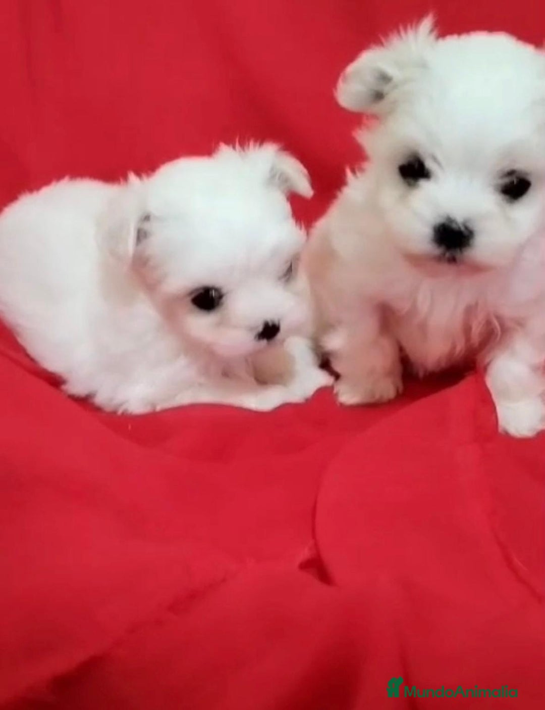 Bichón Maltés perros en venta: Bichon maltés toy coreanos - Imagen 8