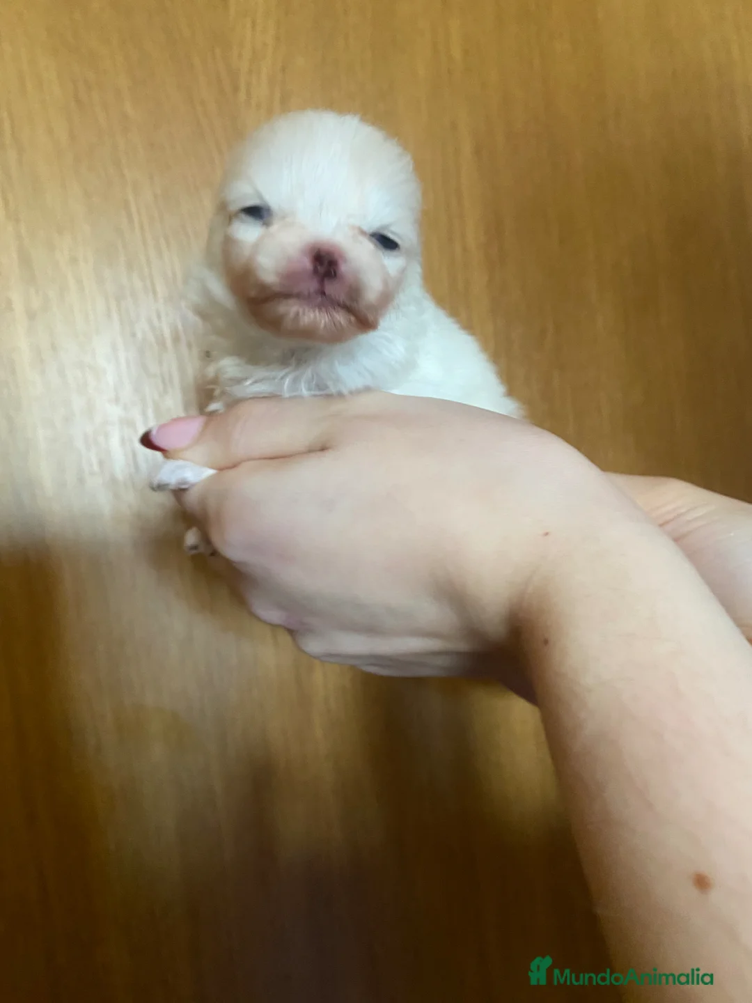 Pomerania perros en venta: Pomerania - Anuncio 2