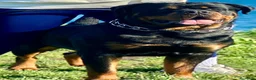 Rottweiler perros en venta: Camada de rottweiler  - Anuncio 1