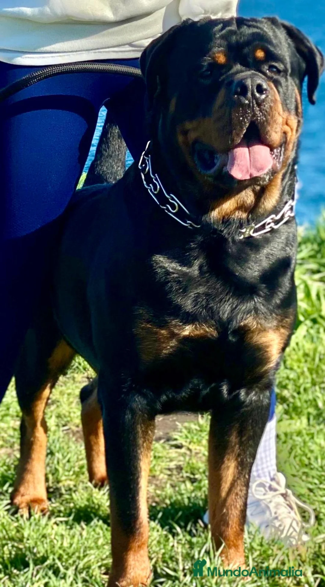Rottweiler perros en venta: Camada de rottweiler  - Anuncio 1