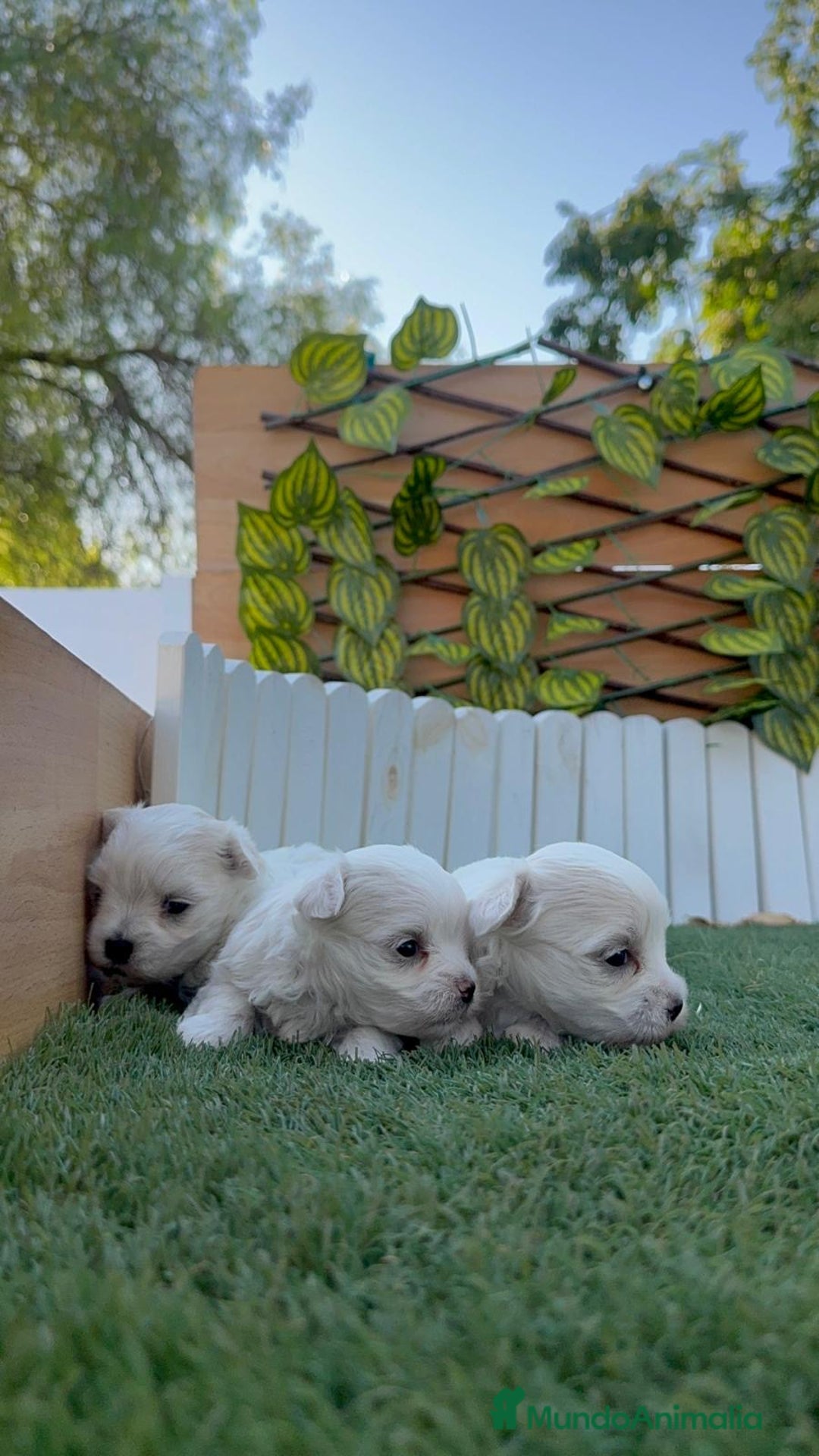 Bichón Maltés perros en venta: BICHÓN MALTÉS  - Imagen 20