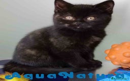 Británico de Pelo Corto gatos en venta: British Hembra 7790 AQUANATURA - Anuncio 3