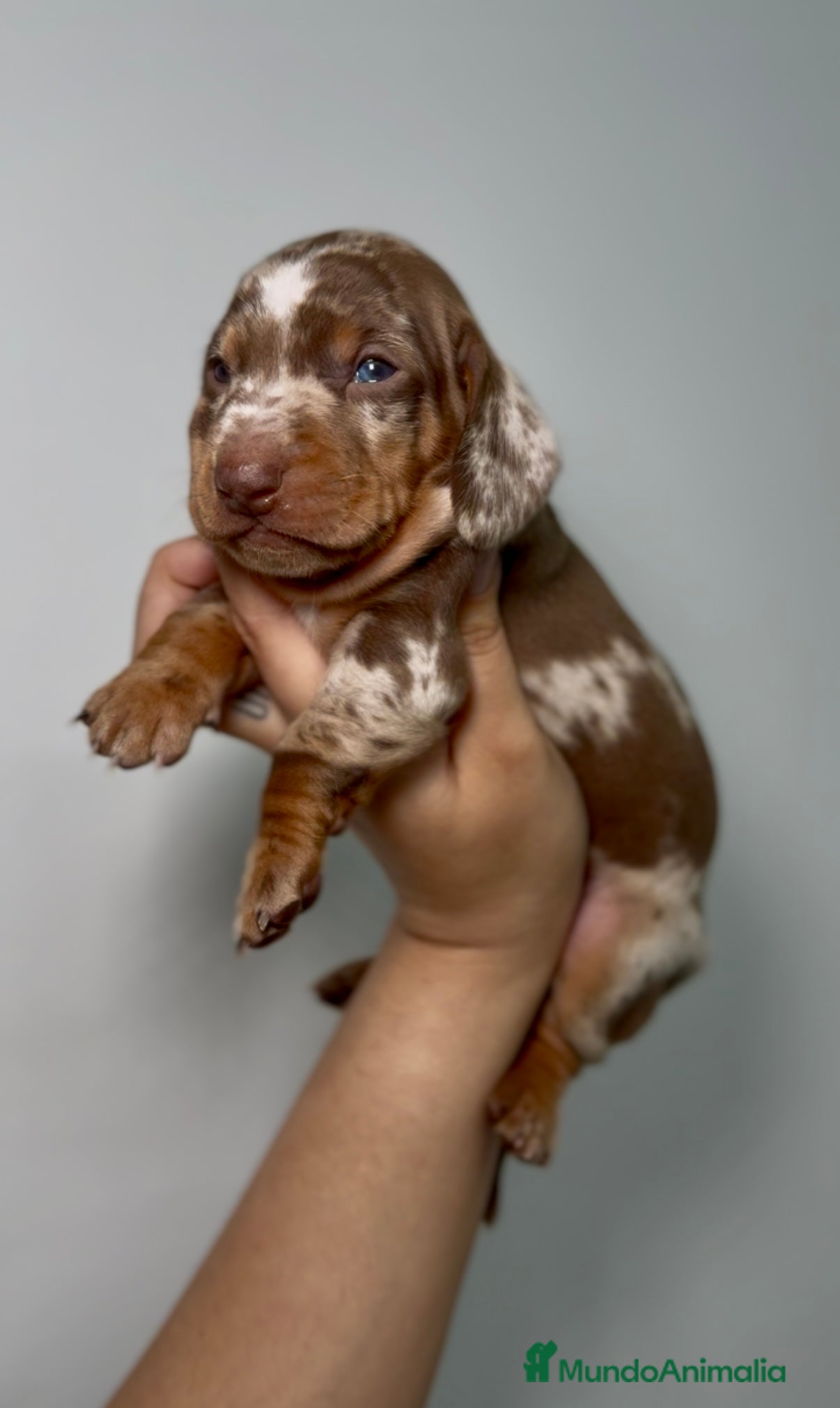 Teckel Miniatura perros Teckel Kaninchen Arlequín Chocolate en Madrid - Anuncio 2