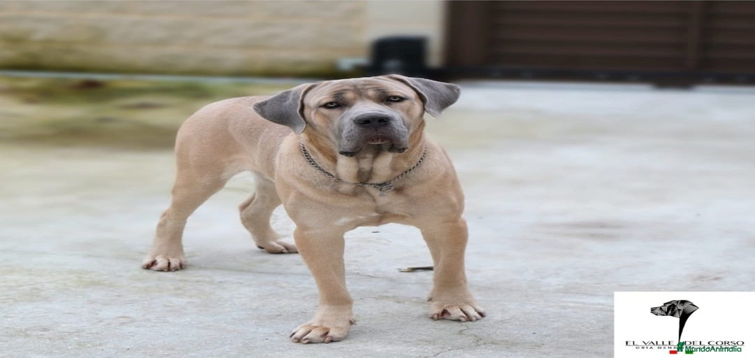 Imagen de galería {{count}}