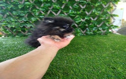 Pomerania perros en venta: Pomerania toy  - Imagen 2