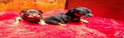 Pinscher Miniatura perros en venta: PINSCHER MINIATURA // ASTÚRIAS !! - Anuncio 1