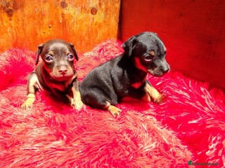 Pinscher Miniatura perros PINSCHER MINIATURA // ASTÚRIAS !! - Anuncio 36