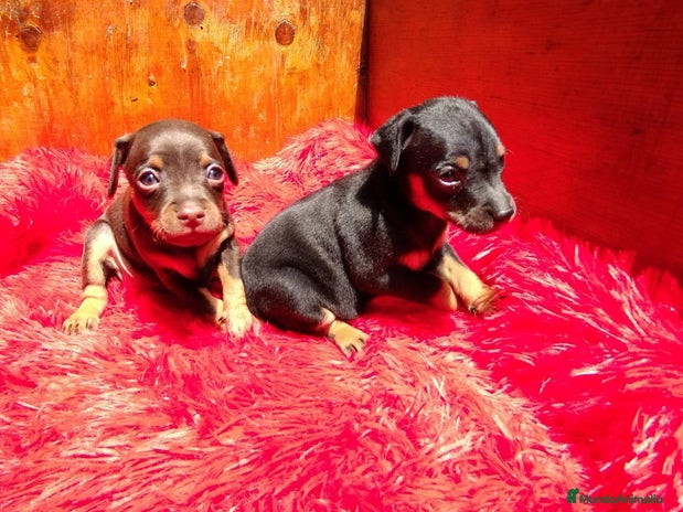 Pinscher Miniatura perros PINSCHER MINIATURA // ASTÚRIAS !! - Anuncio 3