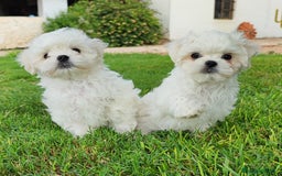 Bichón Maltés perros en venta: Camada Bichón Maltes criados en ambiente familiar  - Imagen 1