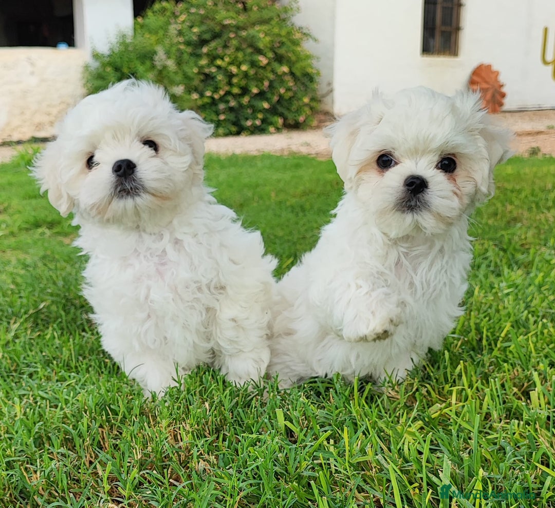 Bichón Maltés perros en venta: Camada Bichón Maltes criados en ambiente familiar  - Imagen 1