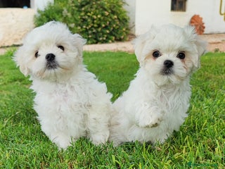 Bichón Maltés perros - Anuncio 14
