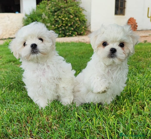 Bichón Maltés perros - Anuncio 16