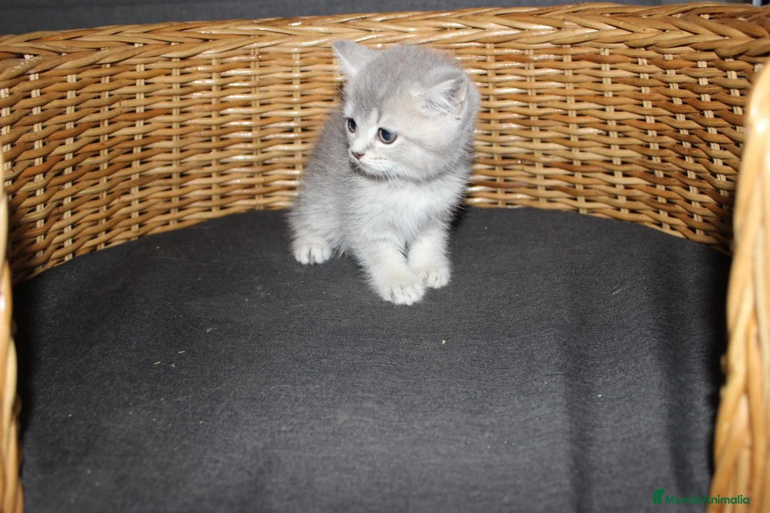 Británico de Pelo Corto gatos en venta: Adorable macho British tabby lillac en Madrid - Anuncio 3