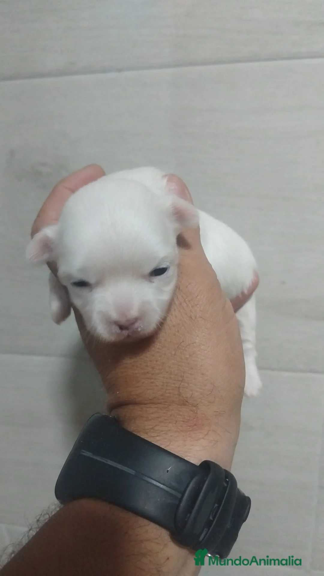 Bichón Maltés perros en venta: Hembras bichon maltés toy línea koreana  - Anuncio 1