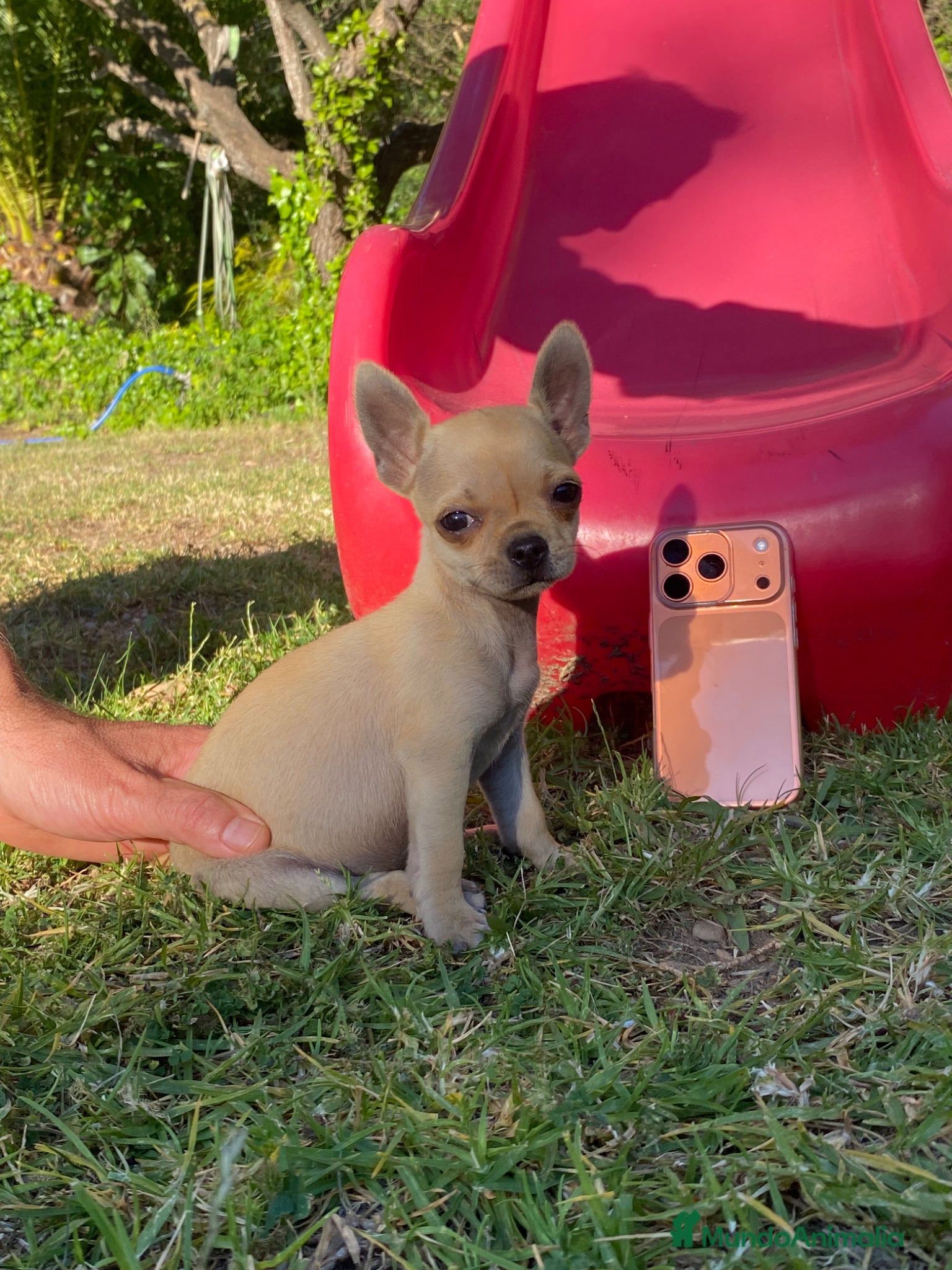 Chihuahua perros Chihuahua camada - Anuncio 1