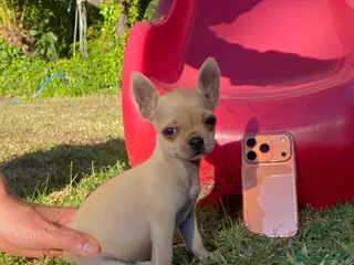 Chihuahua perros Chihuahua camada - Anuncio 1
