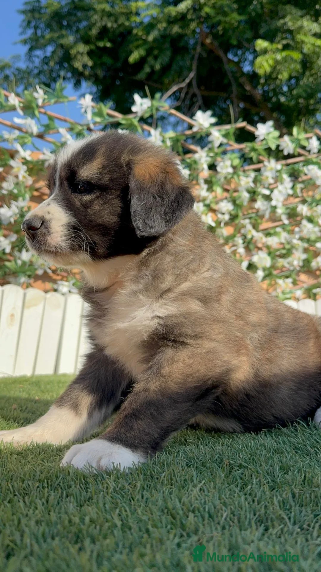 Mastín Español perros en venta: MASTIN ESPAÑOL - Anuncio 40