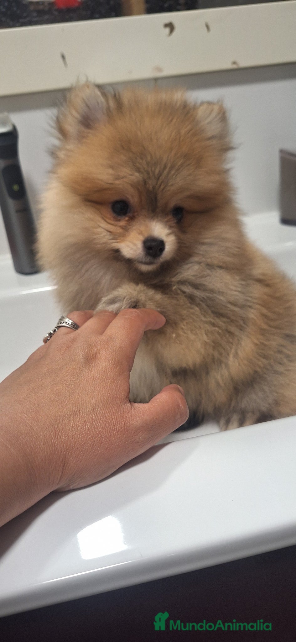 Pomerania perros Pomerania  - Anuncio 8