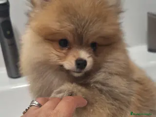 Pomerania perros Pomerania - Anuncio 8