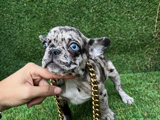 Bulldog Francés perros - Anuncio 25