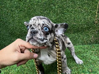 Bulldog Francés perros Bulldog francés mini - Anuncio 8