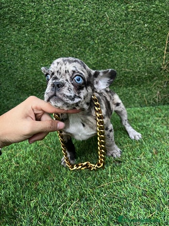Bulldog Francés perros - Anuncio 16