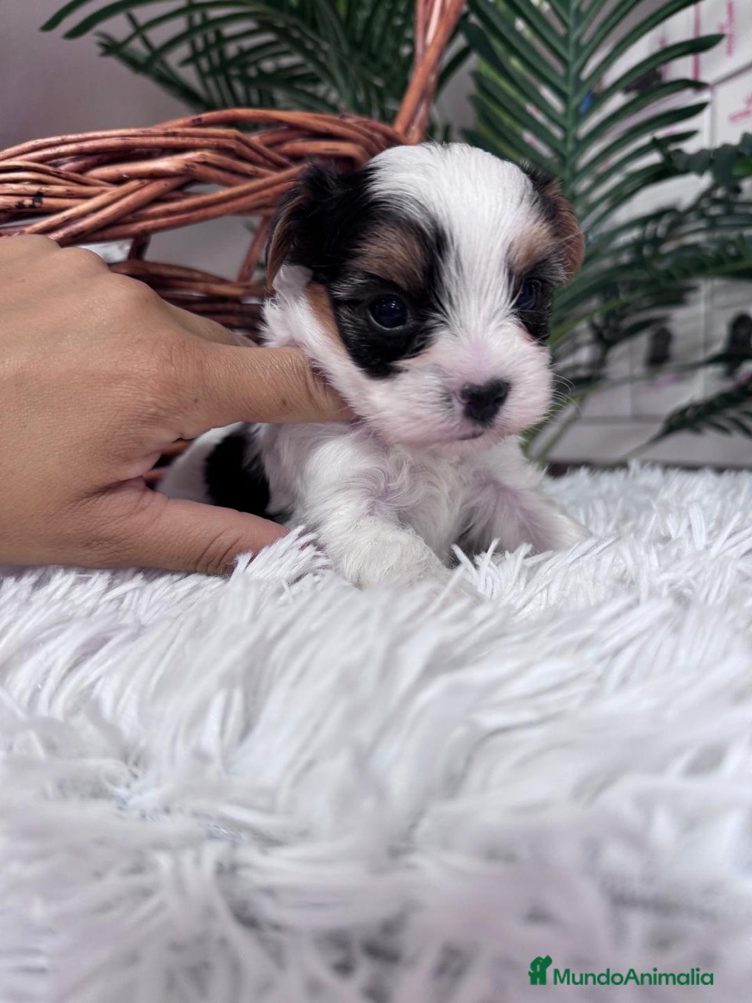 Yorkshire Terrier perros en venta: YORSKSHIRE BIEWER MACHO - Anuncio 7