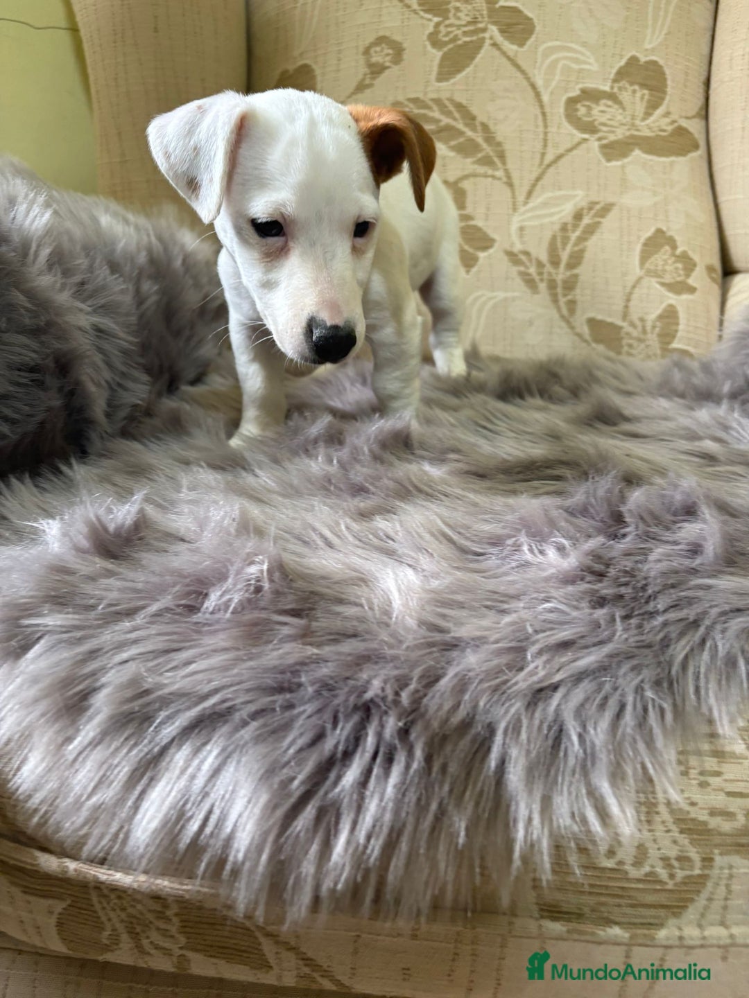 Jack Russell Terrier perros en venta: Cachorros de Jack Russell  - Imagen 22