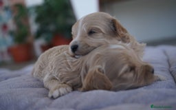 Maltipoo perros en venta: 🐾 Kepi y Harry – Maltipoo color crema ☁️ - Imagen 3