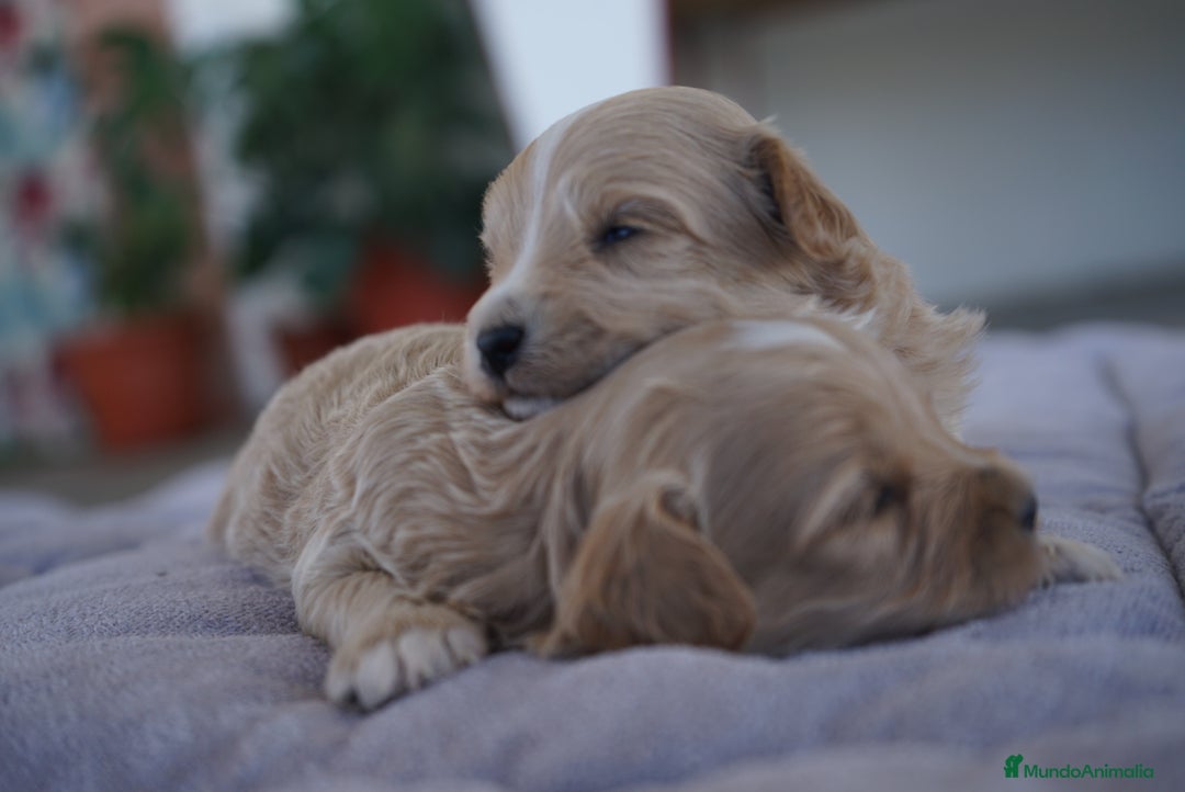 Maltipoo perros en venta: 🐾 Kepi y Harry – Maltipoo color crema ☁️ - Imagen 3